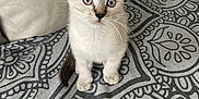 Seisho a rejoint le concours — aidez-le/la à gagner de superbes lots ! kitten, cat, blue_eyes, curious, sitting, indoor, fabric, patterned, couch, leather, pet, small, young, whiskers, ears, fur, animal, cute, domestic, feline