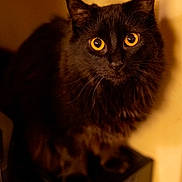 Sushi a rejoint le concours — aidez-le/la à gagner de superbes lots ! abyssinian, animal, blackcat, cat, kitten, manx, pet