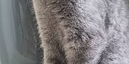 Grisu a rejoint le concours — aidez-le/la à gagner de superbes lots ! abyssinian, alloywheel, angora, animal, appliance, car, carwheel, cat, device, gray, kitten, machine, manx, pet, siamese, spoke, tire, transportation, vehicle, wheel