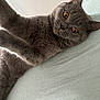 abyssinian, animal, blackcat, cat, egyptiancat, kitten, manx, pet