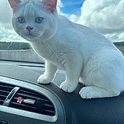 Junior participe au concours pour gagner de l'argent avec cette photo : cat, white_cat, animal, pet, car_interior, dashboard, blue_sky, clouds, whiskers, ears, fur, cute, curious, vehicle, vent, flower_decoration, closeup, indoor, daylight, mammal