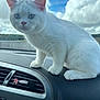 cat, white_cat, animal, pet, car_interior, dashboard, blue_sky, clouds, whiskers, ears, fur, cute, curious, vehicle, vent, flower_decoration, closeup, indoor, daylight, mammal
