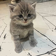 Junior a rejoint le concours — aidez-le/la à gagner de superbes lots ! kitten, cat, gray_fur, fluffy, pet, animal, indoor, floor, tile, cute, small, whiskers, ears, sitting, looking_up, young, domestic_cat, feline, curious, closeup