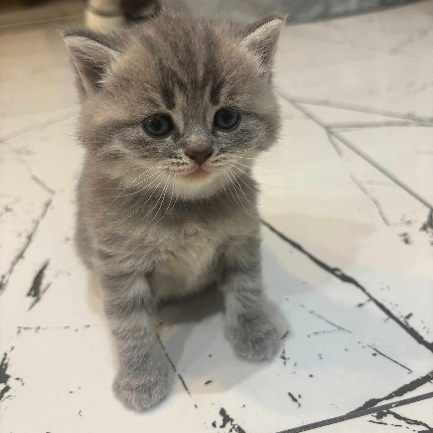 Junior a rejoint le concours — aidez-le/la à gagner de superbes lots ! animal, cat, closeup, curious, cute, domestic_cat, ears, feline, floor, fluffy, gray_fur, indoor, kitten, looking_up, pet, sitting, small, tile, whiskers, young