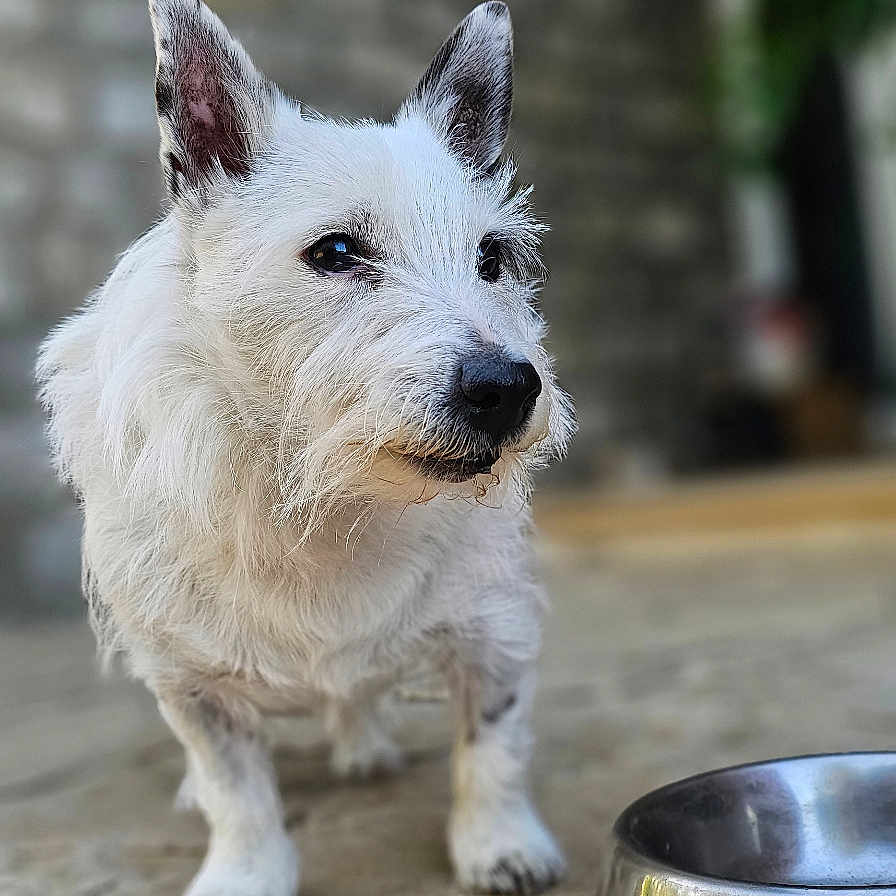 Nemy a rejoint le concours — aidez-le/la à gagner de superbes lots ! animal, blurred_background, brick_wall, canine, closeup, concrete, curious, daylight, dog, domestic_animal, ears, fur, greenery, outdoor, pet, short_fur, side_view, standing, water_bowl, white_dog
