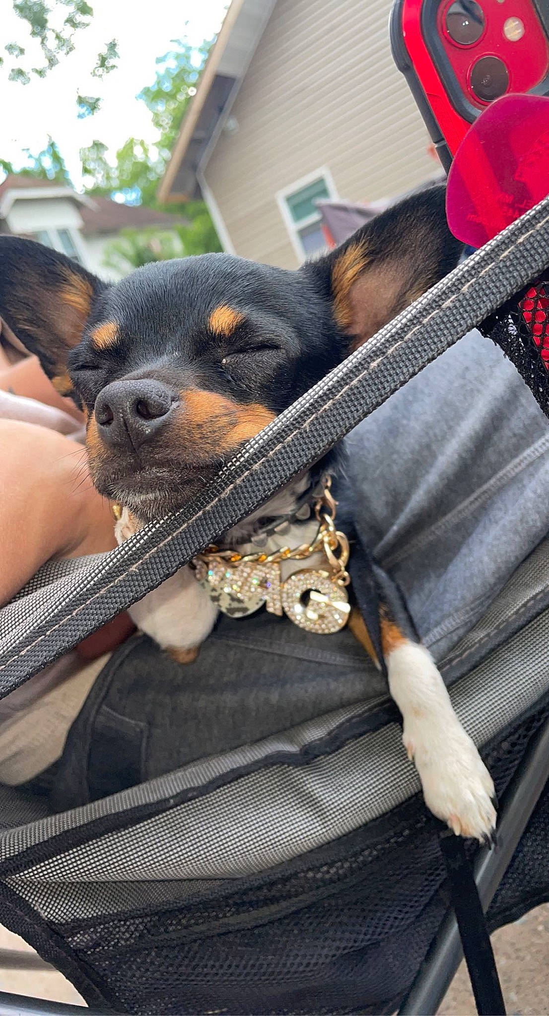 Diesel is registered to the contest to win money with this photo: auto_part, automotive_design, bag, car_seat, carnivore, companion_dog, dog, dog_breed, family_car, fashion_accessory, fawn, fur, metal, motor_vehicle, snout, steering_wheel, street_fashion, toy_dog, vehicle_door, windshield