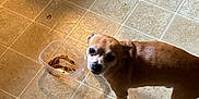 Stink is registered to the contest to win money with this photo: dog, small_dog, brown_dog, tile_floor, plastic_container, empty_food_container, kitchen_floor, milk_gallon, dr_pepper_box, pet, indoor, curious_expression, shadow, floor_tiles, container, food_remnants, household_items, domestic, animal, looking_up