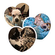 The Littles joined the competition — help win amazing prizes! dog, pet, chihuahua, small_dog, blanket, couch, resting, cute, animal, fur, ears, face, lying_down, indoors, cozy, heart_shape, close_up, black_and_white, brown, relaxed