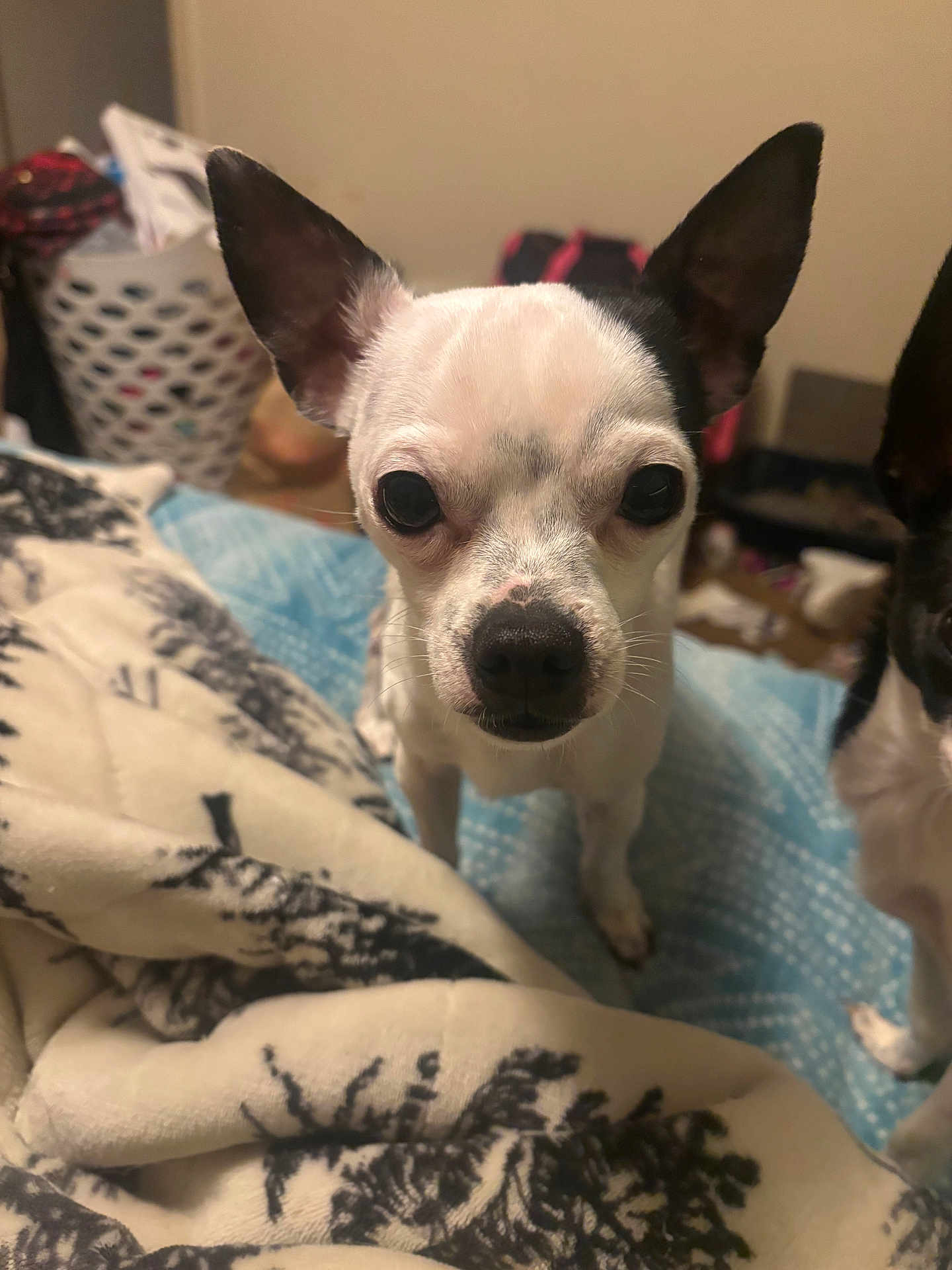 Kash is registered to the contest to win money with this photo: chihuahua, dog, pet, bed, blanket, indoor, ears, curious, animal, closeup, face, small_dog, furniture, home, cozy, looking_at_camera, black_and_white, cute, companion, domestic