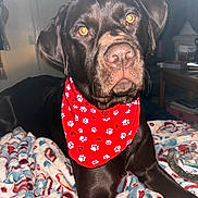River joined the competition — help win amazing prizes! animal, bandana, blanket, canine, chocolate_labrador, dog, ears, eyes, fur, indoor, labrador, lying_down, patterned_blanket, paw_prints, pet, red_bandana, resting, snout, table, television