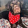 animal, bandana, blanket, canine, chocolate_labrador, dog, ears, eyes, fur, indoor, labrador, lying_down, patterned_blanket, paw_prints, pet, red_bandana, resting, snout, table, television