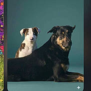 Aro participe au concours pour gagner de l'argent avec cette photo : dog, two_dogs, black_dog, white_dog, brown_spots, pet, animal, studio_photo, portrait, calm, sitting, lying_down, companion, cute, domestic_animal, canine, background, teal_background, indoor, friendship