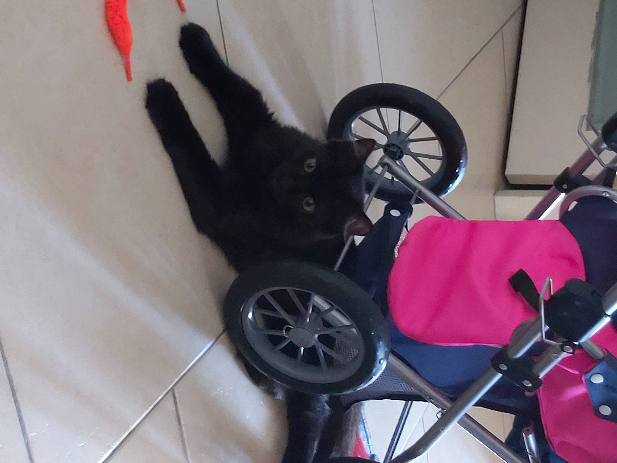 Chocolat a rejoint le concours — aidez-le/la à gagner de superbes lots ! alloy_wheel, automotive_tire, bicycle, bicycle_accessory, bicycle_fork, bicycle_frame, bicycle_hub, bicycle_part, bicycle_tire, bicycle_wheel, bicycle_wheel_rim, crankset, fender, groupset, motor_vehicle, rim, tire, tread, vehicle, wheel