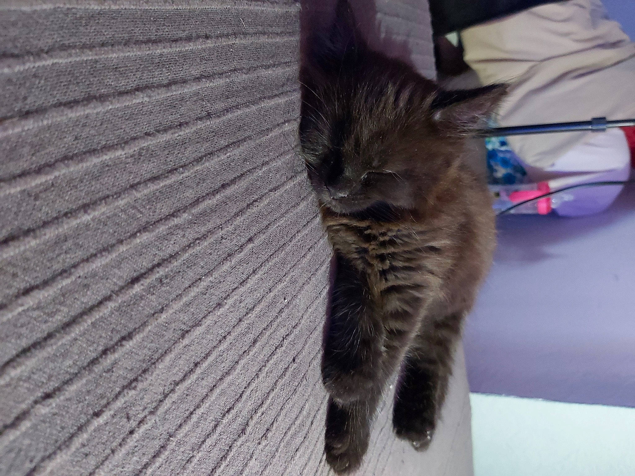 Chocolat a rejoint le concours — aidez-le/la à gagner de superbes lots ! carnivore, cat, claw, comfort, domestic_short_haired_cat, felidae, flooring, fur, grey, hardwood, human_leg, paw, sitting, small_to_medium_sized_cats, snout, tail, terrestrial_animal, vertebrate, whiskers, wood