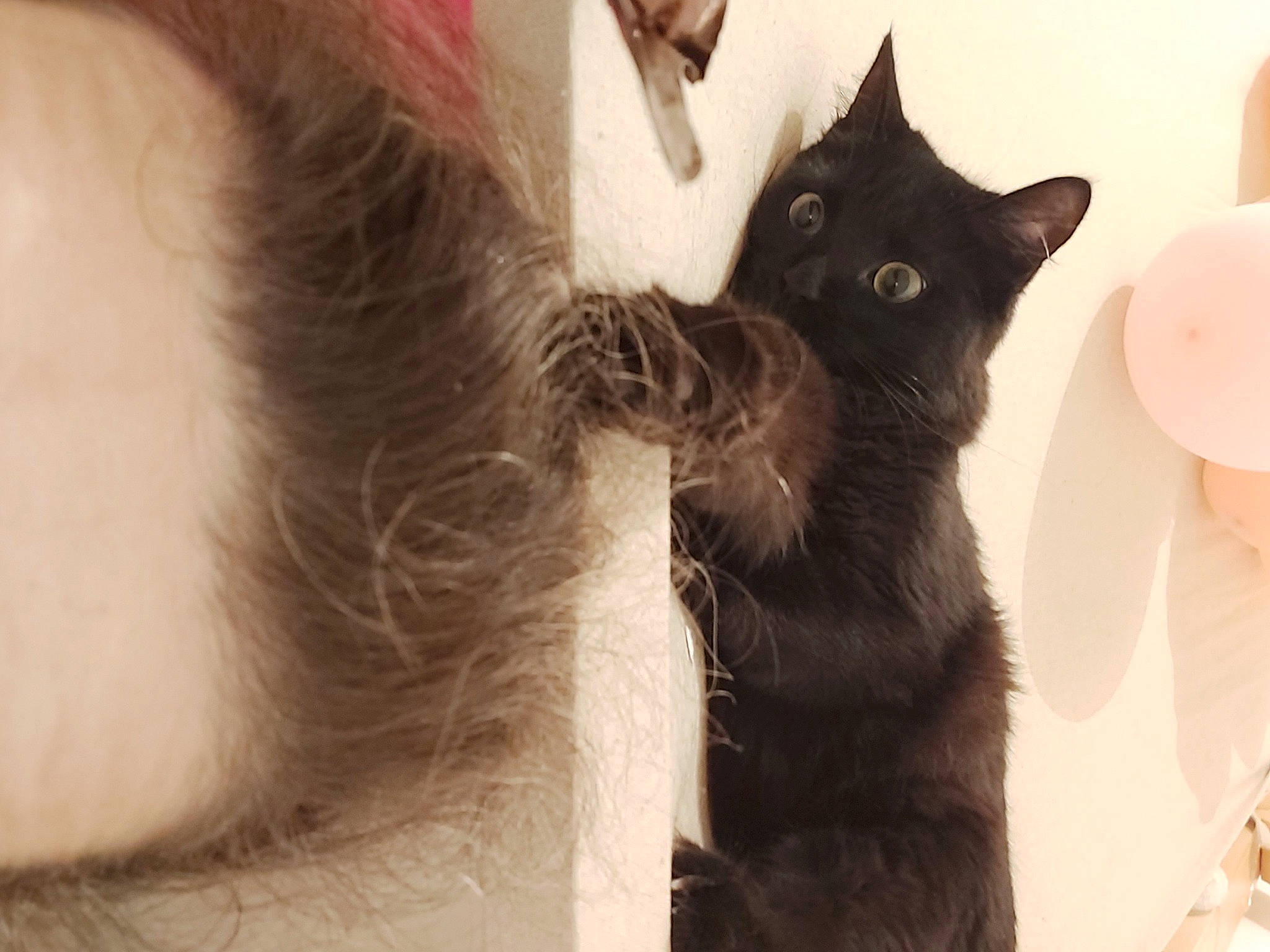 Chocolat participe au concours pour gagner de l'argent avec cette photo : black_cat, carnivore, cat, claw, comfort, domestic_short_haired_cat, ear, eyelash, felidae, fur, gesture, moustache, paw, small_to_medium_sized_cats, snout, tail, whiskers