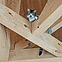 cat, wooden_beams, attic, curious, striped_tail, indoor, pet, feline, looking_down, wood_texture, animal, resting, house_interior, wooden_ceiling, balanced, domestic_cat, playful, wood_planks, natural_light, quiet