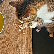 Twix participe au concours pour gagner de l'argent avec cette photo : cat, tabby, pet, animal, fur, whiskers, food, table, wood, paws, indoor, curious, snack, closeup, brown, white, domestic, mammal, feline, nibbling