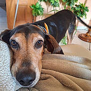 Lascar participe au concours pour gagner de l'argent avec cette photo : dog, close_up, pet, blanket, brown_coat, black_coat, eyes, nose, ears, collar, indoor, plant, door, tile_floor, tail, furniture, cozy, portrait, domestic, relaxed