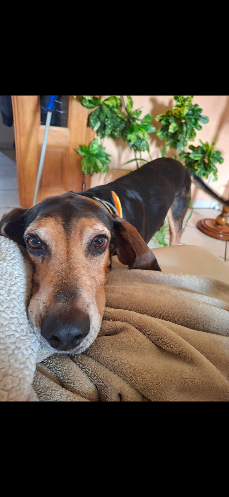 Lascar participe au concours pour gagner de l'argent avec cette photo : dog, close_up, pet, blanket, brown_coat, black_coat, eyes, nose, ears, collar, indoor, plant, door, tile_floor, tail, furniture, cozy, portrait, domestic, relaxed