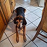 brown_and_black_fur, cabinet_handle, chair, chair_leg, collar, dog, floor_grout, home_interior, hound, indoor, kitchen, long_ears, lying_down, paws, perspective, pet, shadow, tile_floor, tiles, wooden_cabinet