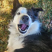 Pixie is registered to the contest to win money with this photo: animal, black_and_white, canine, closeup, daylight, dog, ears, excited, friendly, fur, grass, happy, lying_down, mouth_open, nature, outdoor, pet, playful, teeth, tongue
