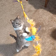 Freya is registered to the contest to win money with this photo: cat, indoor, carpet, toy, feathers, playful, gray_cat, white_paws, chair, blanket, wooden_furniture, pet, animal, domestic, feline, motion_blur, carpeted_floor, stick, hunting, curious