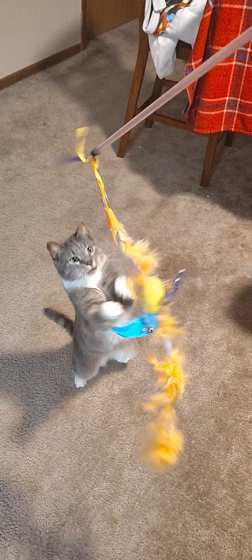 Freya is registered to the contest to win money with this photo: cat, indoor, carpet, toy, feathers, playful, gray_cat, white_paws, chair, blanket, wooden_furniture, pet, animal, domestic, feline, motion_blur, carpeted_floor, stick, hunting, curious