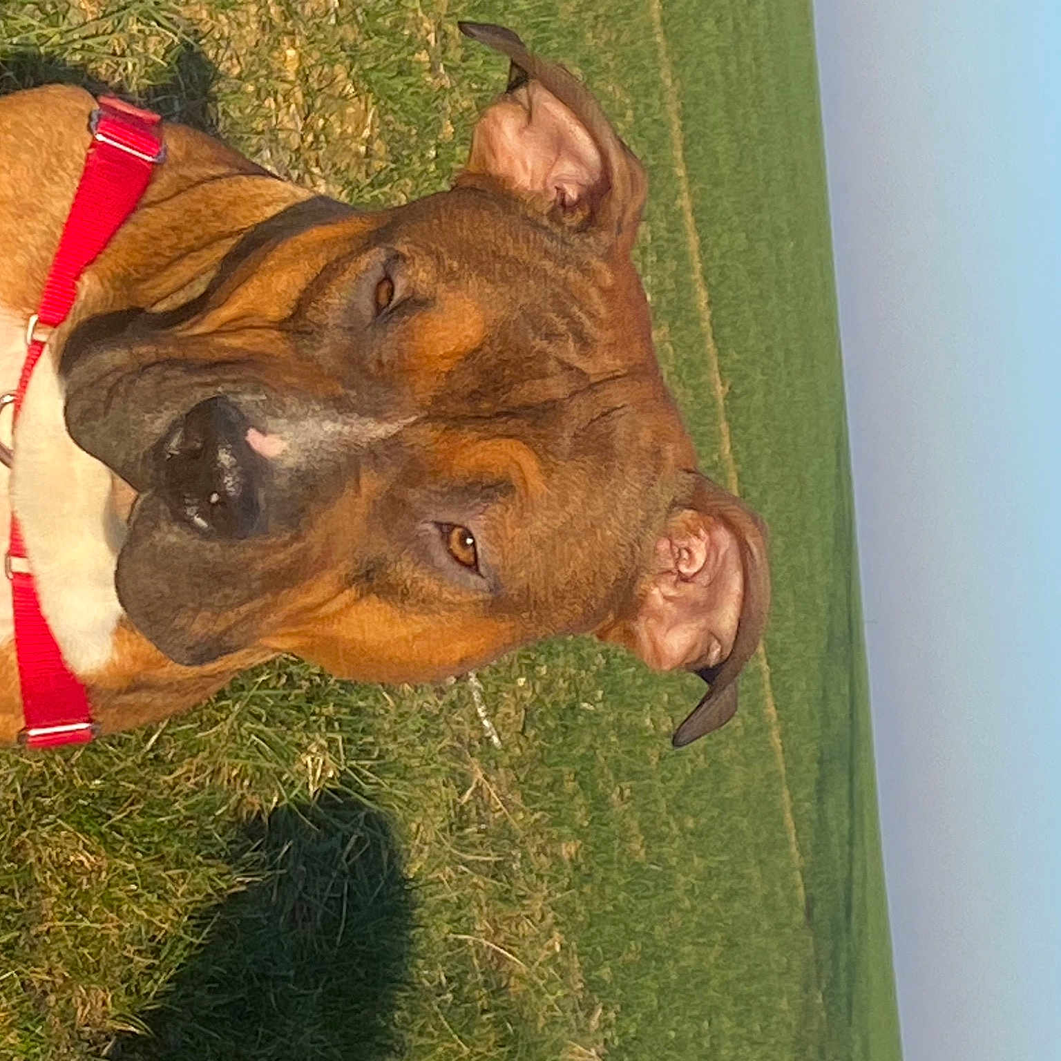 Taz