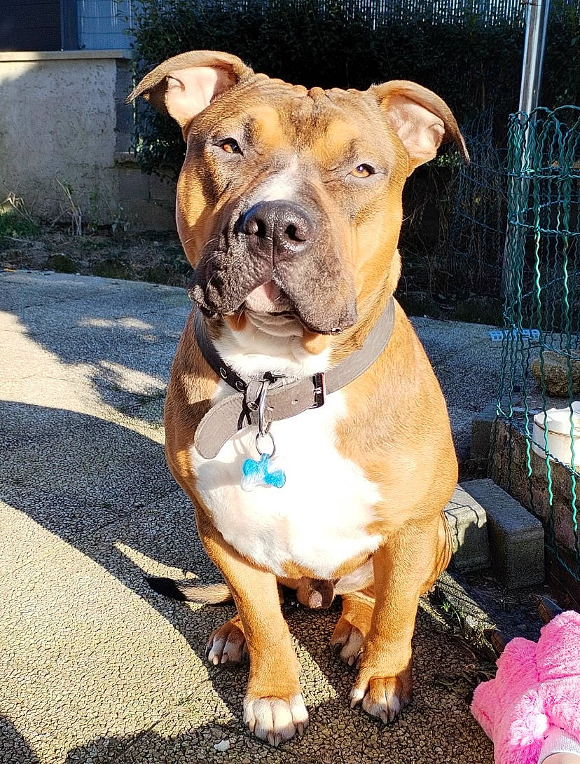 Taz participe au concours pour gagner de l'argent avec cette photo : carnivore, collar, companion_dog, dog, dog_breed, dog_collar, dog_supply, electric_blue, fawn, leash, liver, non_sporting_group, pet_supply, pink, plant, snout, sporting_group, working_animal, working_dog, wrinkle