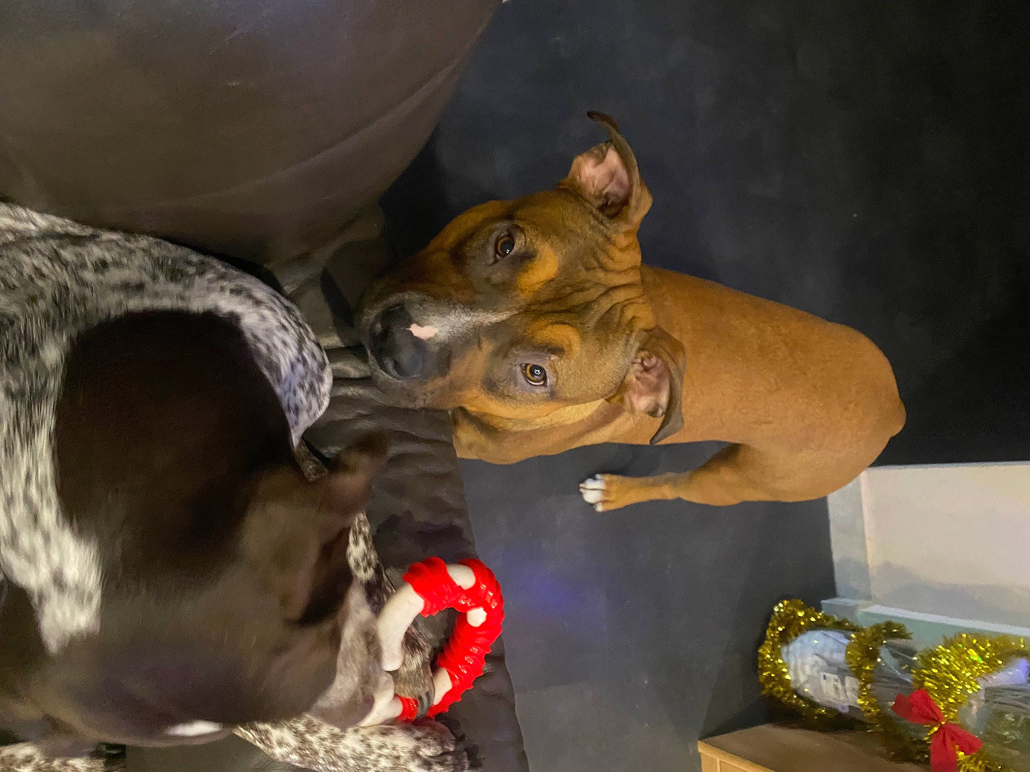 Taz participe au concours pour gagner de l'argent avec cette photo : art, carnivore, dog, dog_breed, fawn, fun, hat, liver, metal, recreation, snout, sporting_group, terrestrial_animal, working_animal