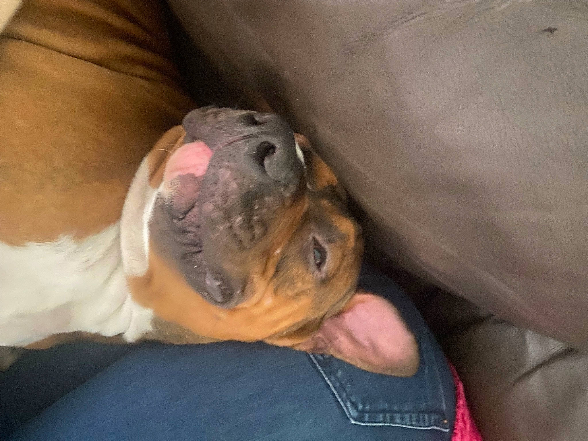 Taz participe au concours pour gagner de l'argent avec cette photo : bulldog, canidae, carnivore, comfort, companion_dog, dog, dog_breed, ear, fawn, non_sporting_group, snout, sporting_group, terrestrial_animal, toy_dog, whiskers, working_animal, wrinkle