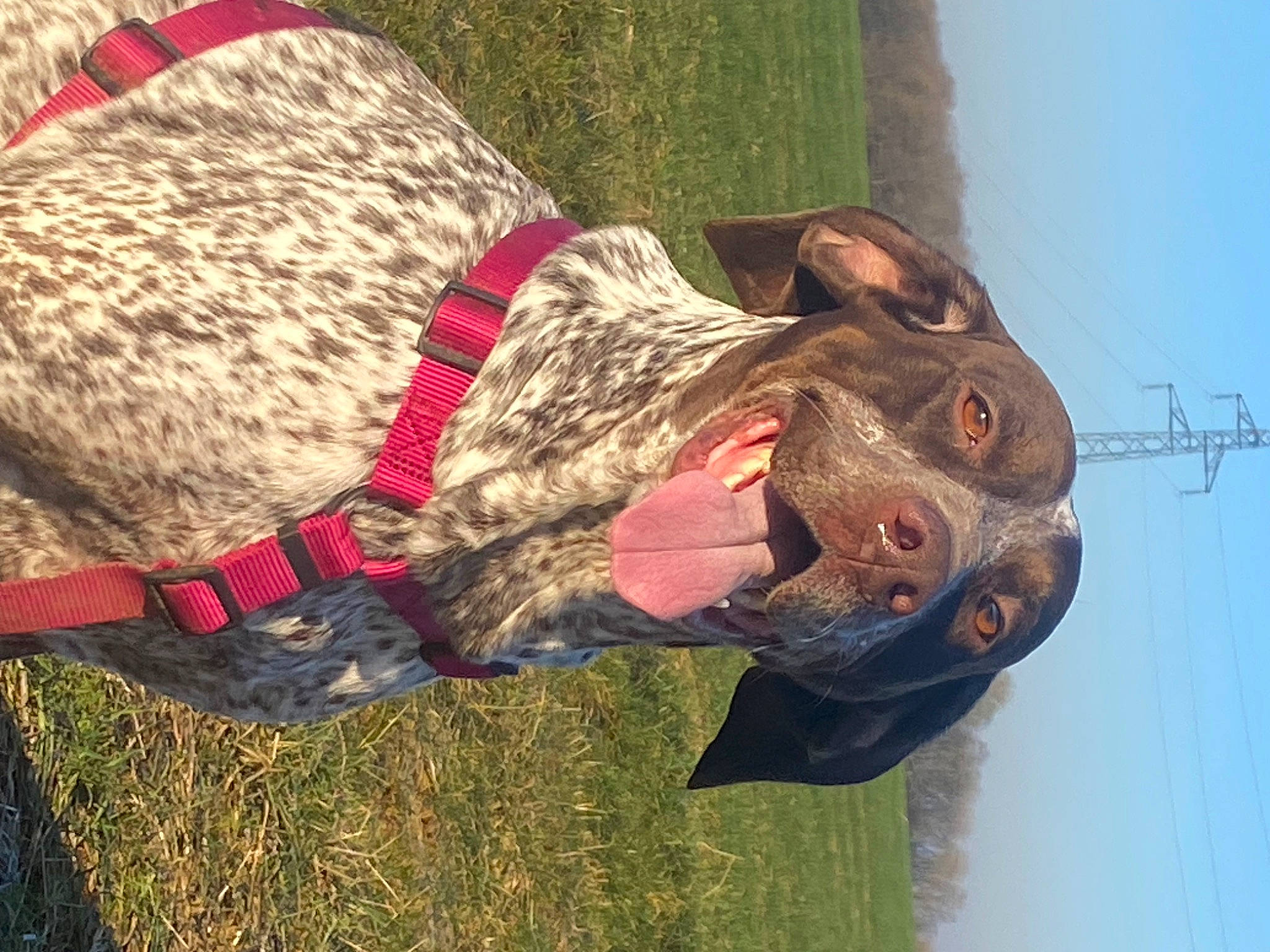 Bora participe au concours pour gagner de l'argent avec cette photo : art, canidae, carnivore, collar, companion_dog, dog, dog_breed, dog_collar, fawn, gesture, grass, happy, leash, liver, personal_protective_equipment, sculpture, snout, sporting_group, wood, working_animal