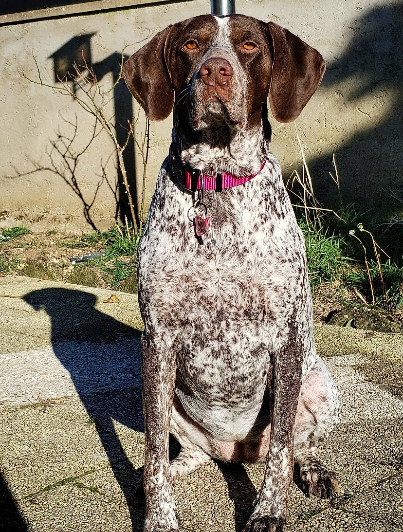 Bora a rejoint le concours — aidez-le/la à gagner de superbes lots ! braque_francais, canidae, carnivore, collar, companion_dog, dog, dog_breed, dog_collar, fawn, grass, gun_dog, liver, old_danish_pointer, pet_supply, plant, pointing_breed, snout, sporting_group, tail, working_animal