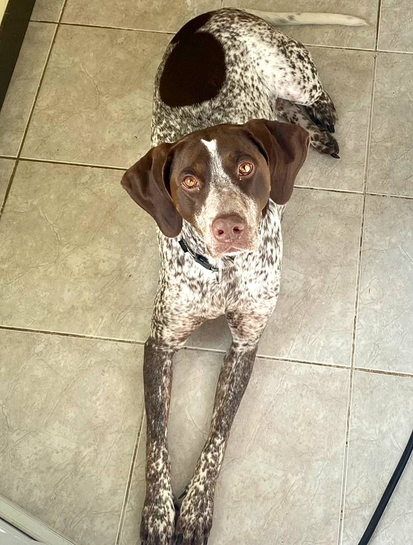 Bora participe au concours pour gagner de l'argent avec cette photo : braque_francais, canidae, carnivore, companion_dog, dog, dog_breed, door, fawn, floor, flooring, fur, hunting_dog, liver, non_sporting_group, pattern, pet_supply, snout, sporting_group, tile_flooring, working_animal