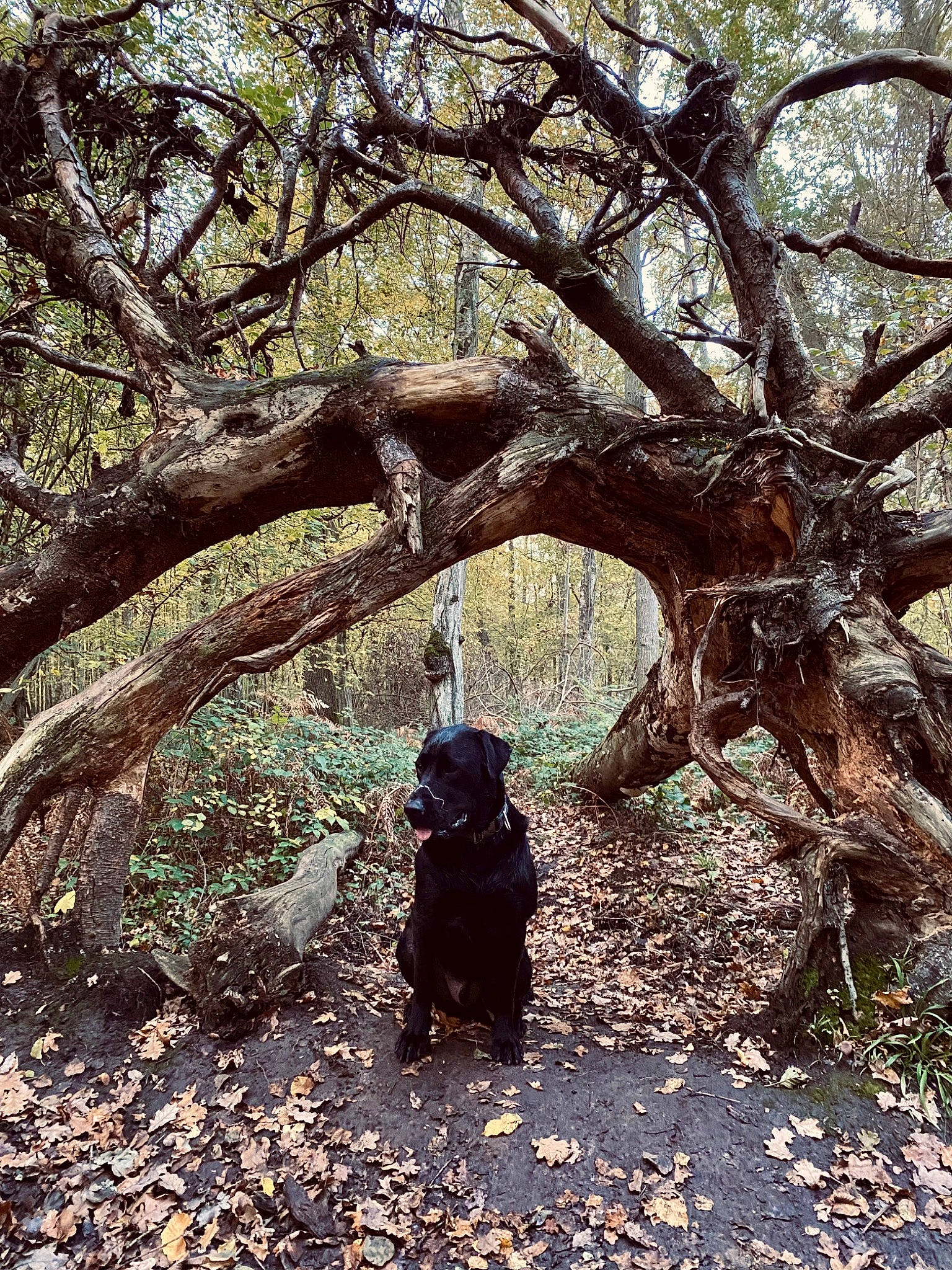Paco a rejoint le concours — aidez-le/la à gagner de superbes lots ! carnivore, companion_dog, deciduous, dog, dog_breed, fawn, forest, grass, landscape, mammal, people_in_nature, plant, shade, tints_and_shades, tree, trunk, twig, vertebrate, wood, woodland
