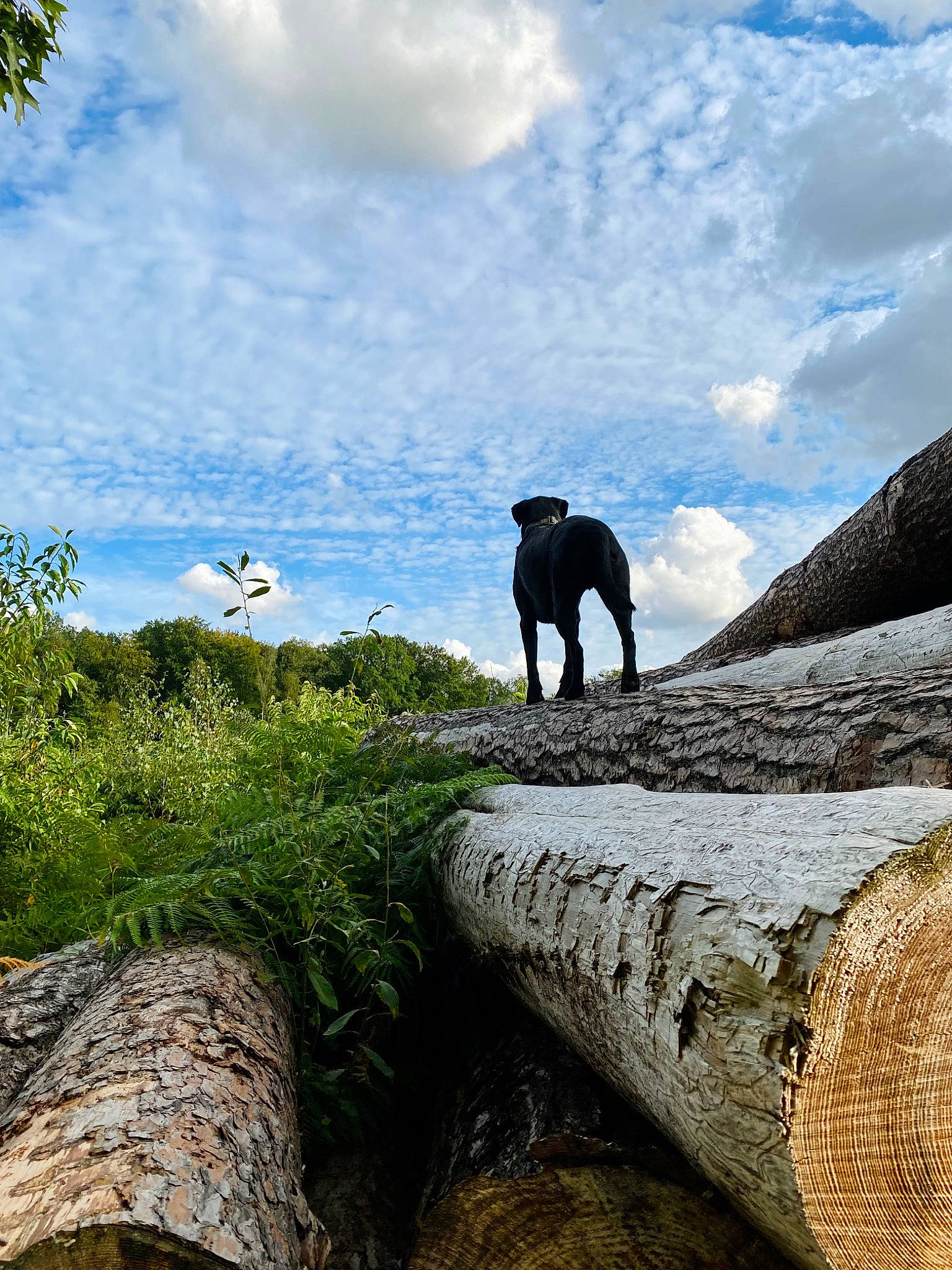 Paco a rejoint le concours — aidez-le/la à gagner de superbes lots ! arecales, bedrock, cloud, coast, cumulus, geology, grass, hill, horizon, landscape, leisure, outcrop, plant, rock, sky, terrain, trunk, wilderness, wildlife, wood