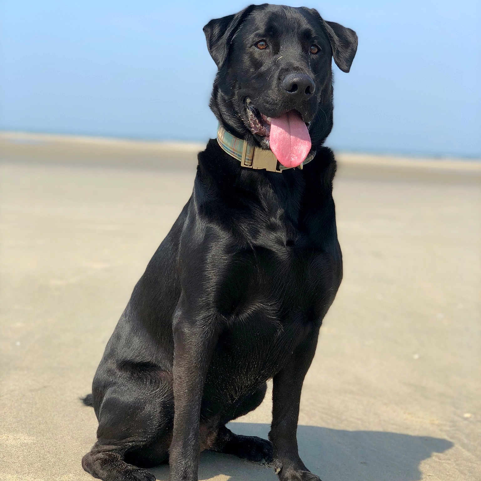 Paco
