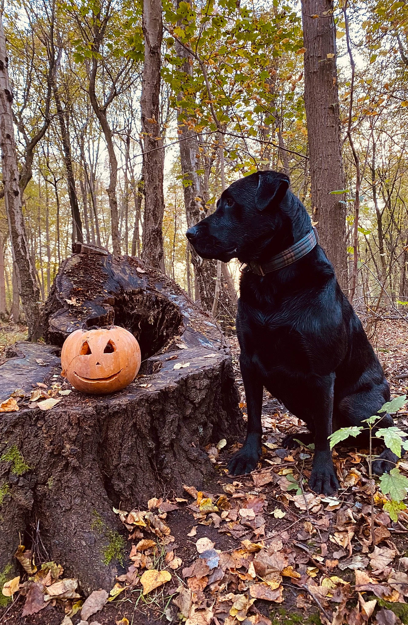 Paco a rejoint le concours — aidez-le/la à gagner de superbes lots ! biome, calabaza, carnivore, companion_dog, cucurbita, dog, dog_breed, fawn, gourd, grass, leaf, mammal, natural_environment, plant, pumpkin, squash, tree, vertebrate, winter_squash, wood
