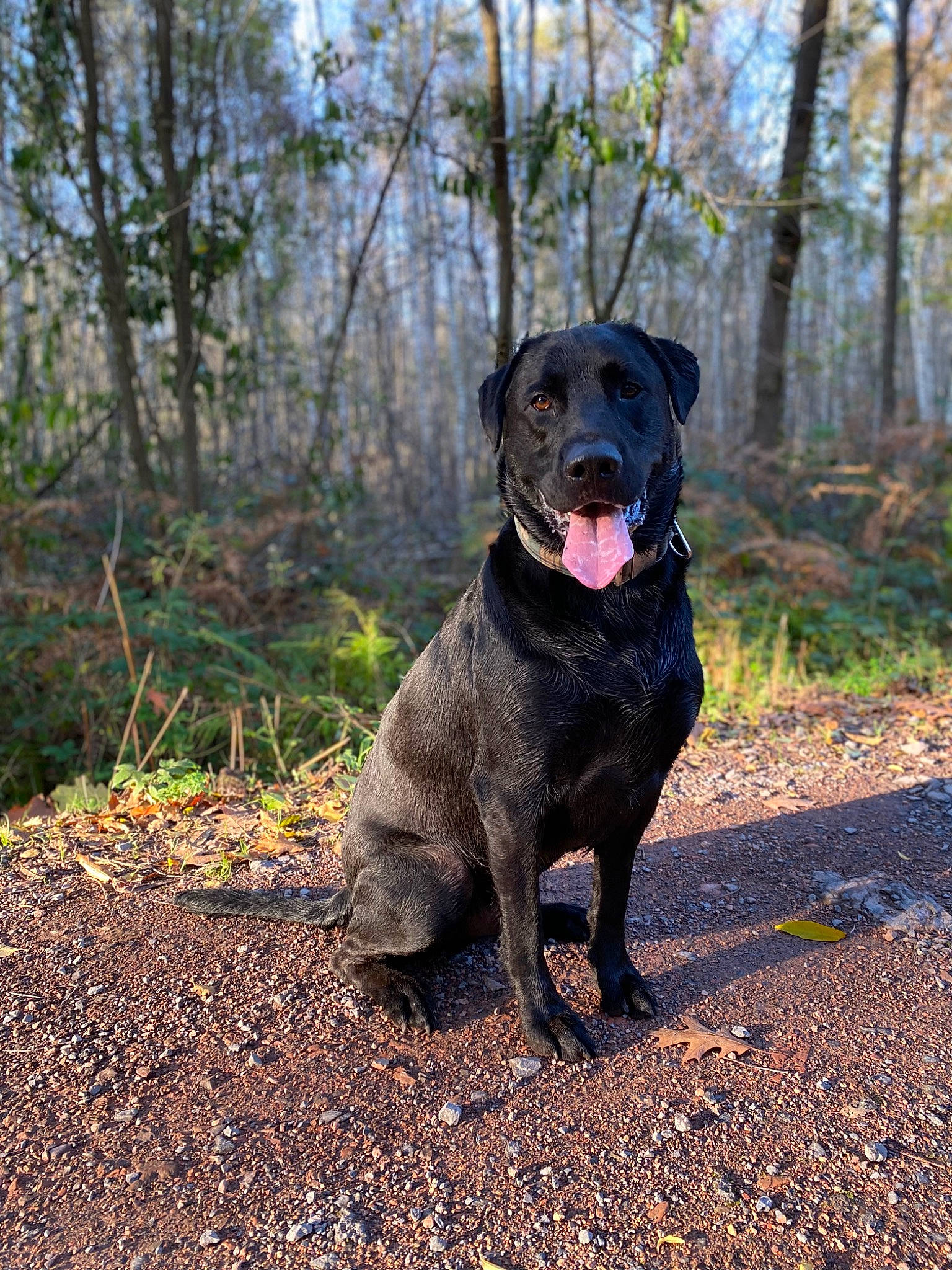 Paco participe au concours pour gagner de l'argent avec cette photo : borador, canidae, carnivore, collar, companion_dog, dog, dog_breed, dog_collar, guard_dog, gun_dog, labrador_retriever, liver, plant, retriever, snout, soil, sporting_group, tree, wood, working_animal