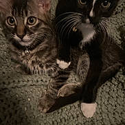 Tyson is registered to the contest to win money with this photo: kitten, cat, tabby_cat, tuxedo_cat, pets, animals, feline, cute, whiskers, collar, indoor, blanket, green_blanket, close_up, two_animals, young, fur, sitting, looking, companions