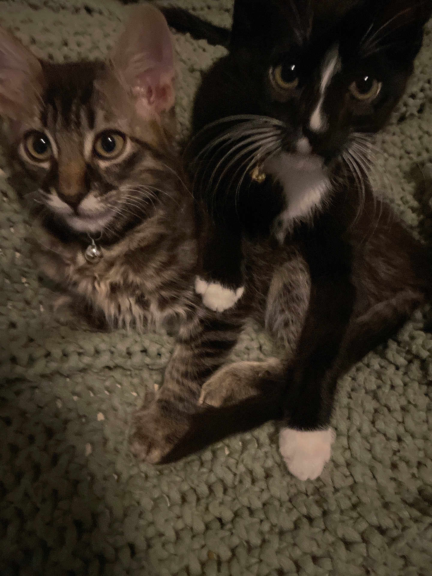 Tyson is registered to the contest to win money with this photo: kitten, cat, tabby_cat, tuxedo_cat, pets, animals, feline, cute, whiskers, collar, indoor, blanket, green_blanket, close_up, two_animals, young, fur, sitting, looking, companions