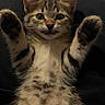 kitten, cat, tabby, animal, pet, fluffy, belly, paws, raised_paws, lying_down, back, cute, whiskers, ears, eyes, mouth, fur, indoor, portrait, playful