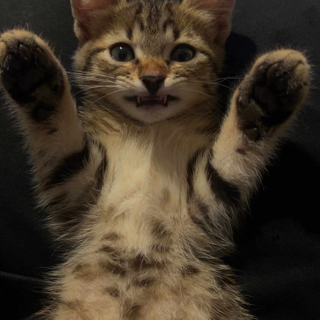 Alpha a rejoint le concours — aidez-le/la à gagner de superbes lots ! kitten, cat, tabby, animal, pet, fluffy, belly, paws, raised_paws, lying_down, back, cute, whiskers, ears, eyes, mouth, fur, indoor, portrait, playful