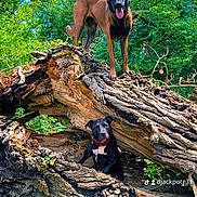 Zaya Et Prada participe au concours pour gagner de l'argent avec cette photo : dogs, belgian_malinois, black_dog, brown_dog, outdoor, forest, woodland, fallen_tree, tree_roots, nature, pets, animals, standing, sitting, tongue_out, pointed_ears, red_collar, black_and_white_chest, adventure, portrait