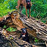 dogs, belgian_malinois, black_dog, brown_dog, outdoor, forest, woodland, fallen_tree, tree_roots, nature, pets, animals, standing, sitting, tongue_out, pointed_ears, red_collar, black_and_white_chest, adventure, portrait
