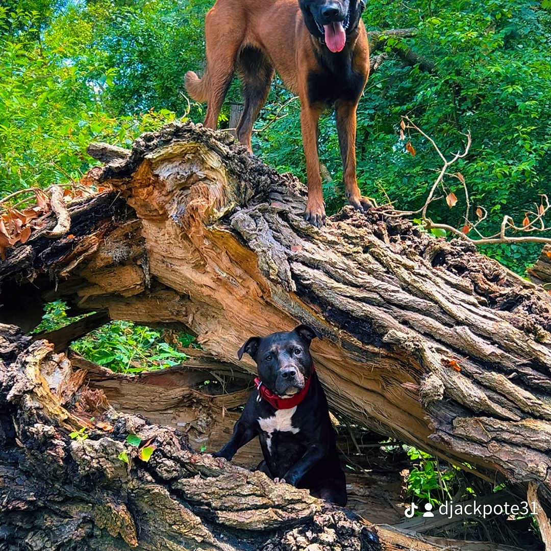 Zaya Et Prada participe au concours pour gagner de l'argent avec cette photo : dogs, belgian_malinois, black_dog, brown_dog, outdoor, forest, woodland, fallen_tree, tree_roots, nature, pets, animals, standing, sitting, tongue_out, pointed_ears, red_collar, black_and_white_chest, adventure, portrait