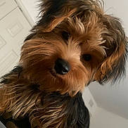 Coco joined the competition — help win amazing prizes! dog, puppy, yorkshire_terrier, fur, nose, eyes, pet, indoor, close_up, portrait, brown_fur, black_fur, whiskers, small_dog, canine, cute, head_tilt, door, wall, wall_art