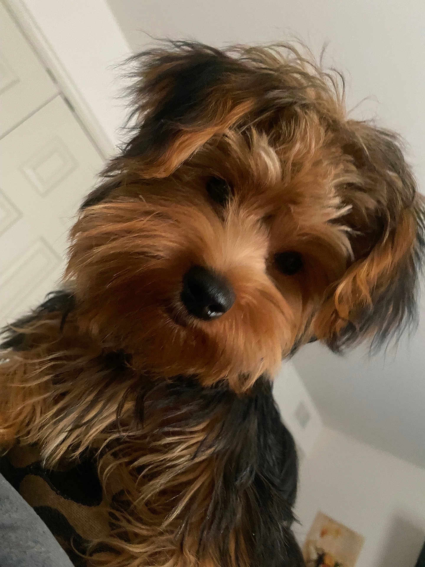 Coco joined the competition — help win amazing prizes! dog, puppy, yorkshire_terrier, fur, nose, eyes, pet, indoor, close_up, portrait, brown_fur, black_fur, whiskers, small_dog, canine, cute, head_tilt, door, wall, wall_art