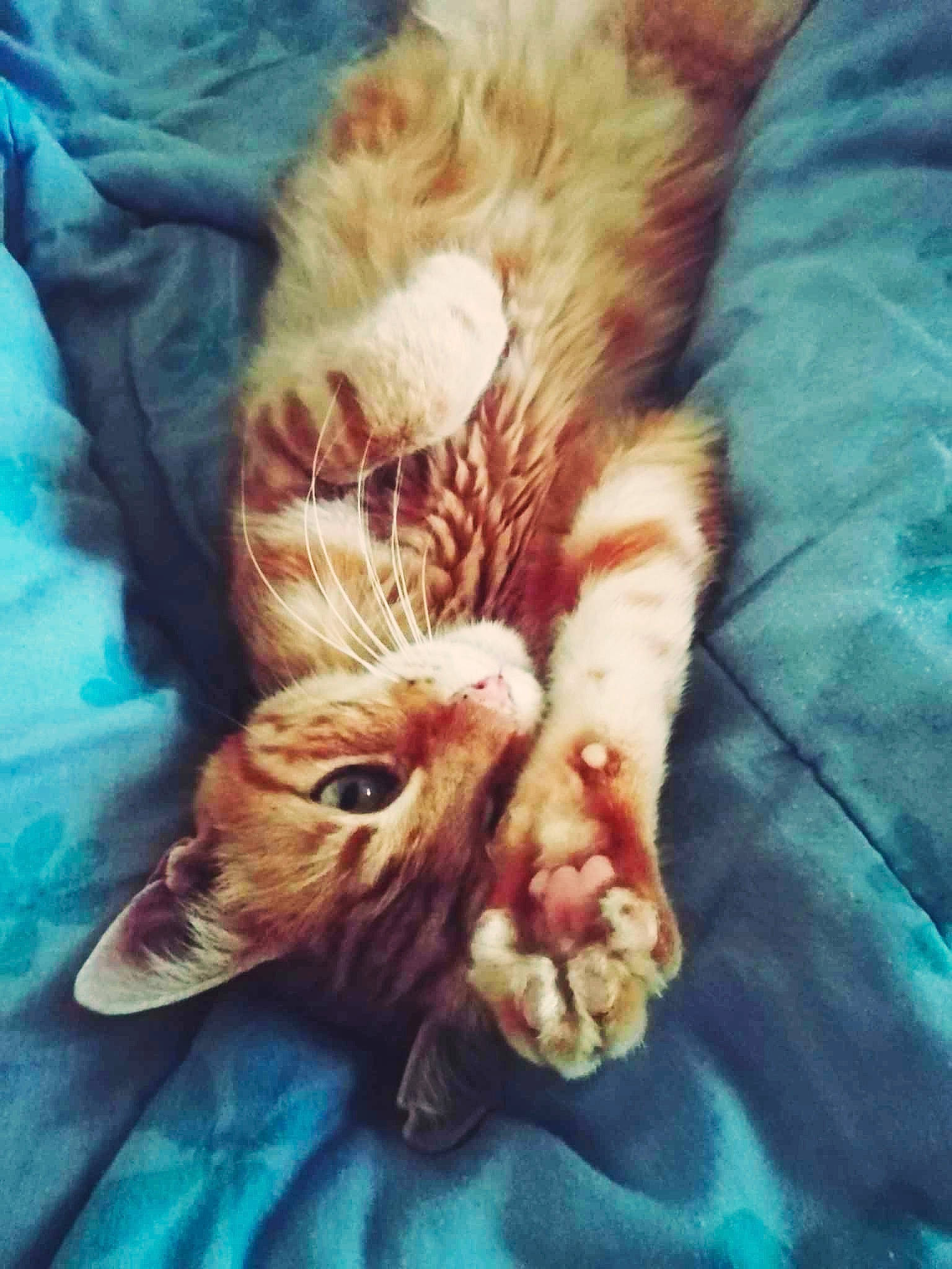 Haïku a rejoint le concours — aidez-le/la à gagner de superbes lots ! carnivore, cat, close_up, cloud, comfort, companion_dog, domestic_short_haired_cat, fawn, felidae, foot, fur, paw, plant, sky, small_to_medium_sized_cats, snout, tail, textile, whiskers, wood