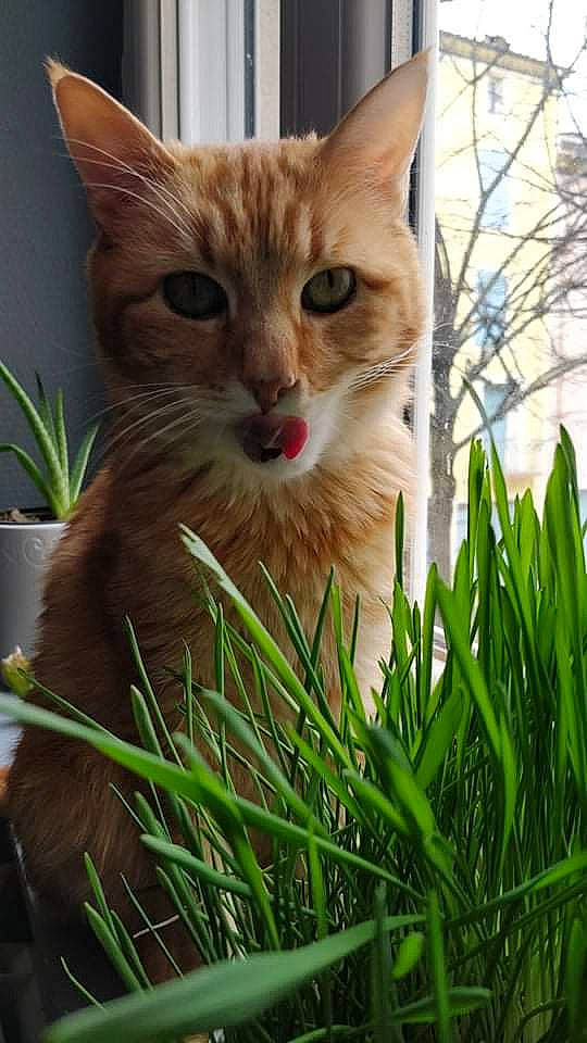 Haïku participe au concours pour gagner de l'argent avec cette photo : carnivore, cat, claw, domestic_short_haired_cat, fawn, felidae, flowerpot, fur, grass, paw, plant, sitting, small_to_medium_sized_cats, tail, terrestrial_animal, tree, whiskers, wildlife, window, wood